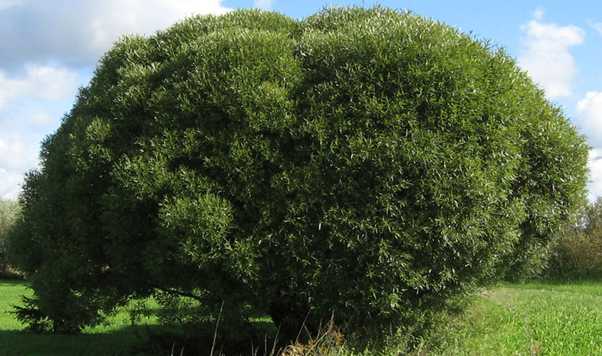 Ива ломкая «Буллата» Salix fragilis «Bullata»