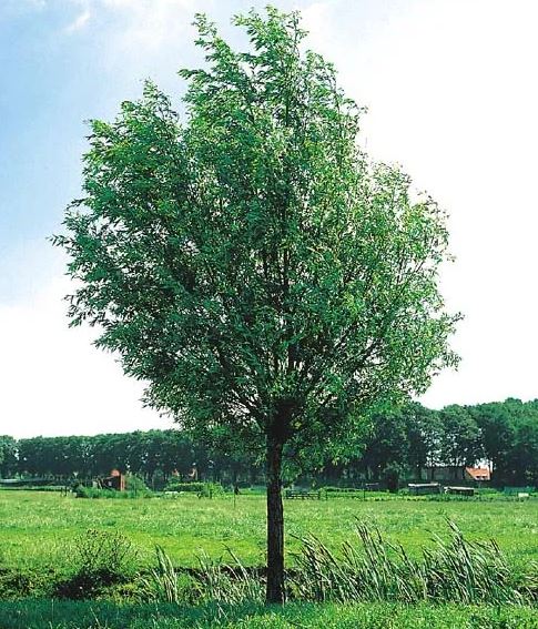 Ива белая «Лимпде»/Salix alba «Liempde» (высота 500-550)