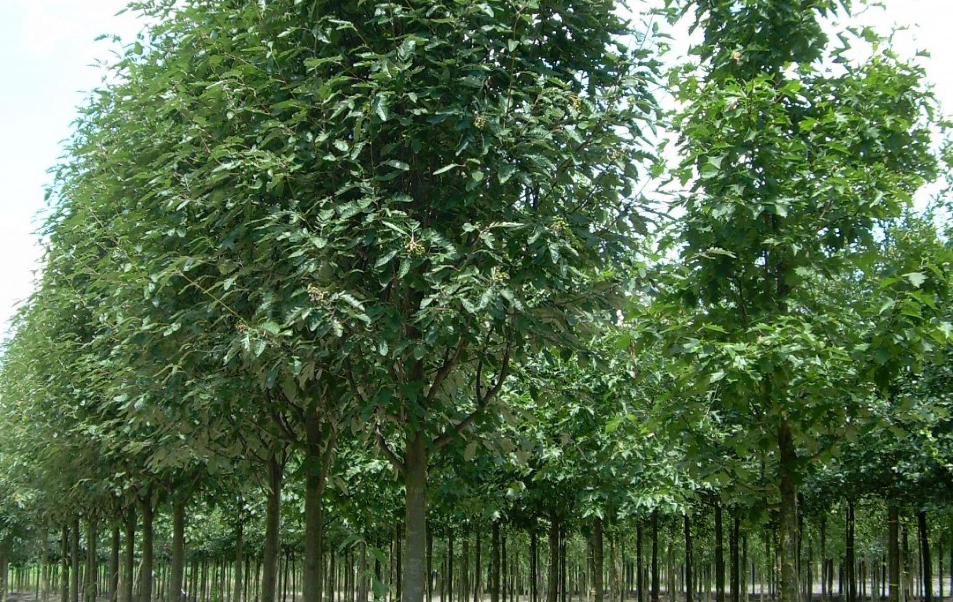 Рябина тюрингская «Фастигиата»/Sorbus thuringiaca «Fastigiata» (высота 550-600)