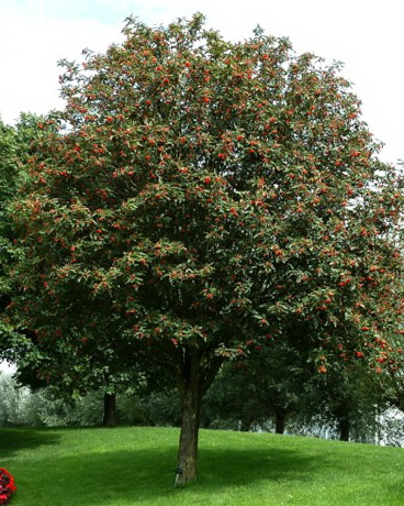 Рябина промежуточная «Брауэрс»/Sorbus intermedia «Brouwers» (высота 500-550)
