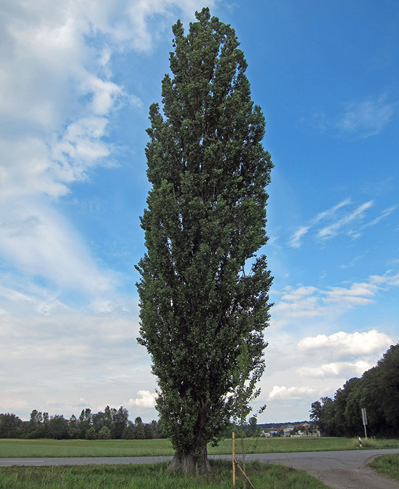 Тополь черный «Италика»/Populus nigra «Italica» (высота 500-550)